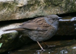 Dunnock