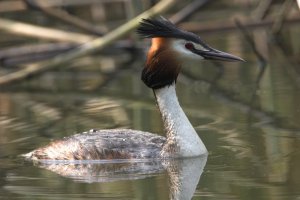 Gt_Crested_Grebe_2_B-F