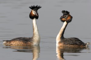 Pair of Gt Crested Grebe,s