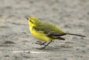 Singing Yellow Wagtail