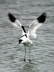 Avocet Wing Stretch
