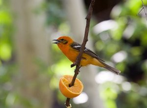 Flame-colored Tanager