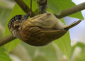 Olivaceous Piculet