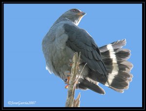 Plumbeous Hawk