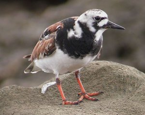 Ruddy Turnstone