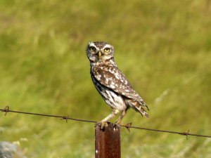 Little Owl