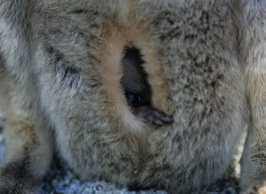 young Rockwallaby in mothers pouch