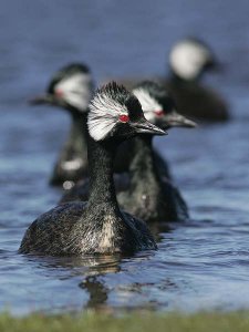 four White-tufted Grebes in a row