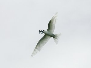 White Tern with 4 fish