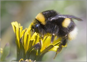 Bumblebee Pub