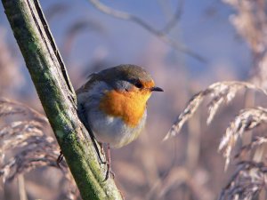 Winter Robin of Leighton Moss