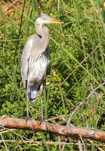 Gray Heron