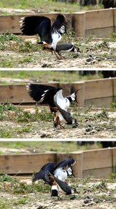 Lapwings mating