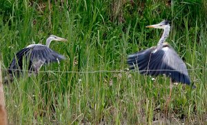 Grey Heron