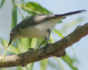 Blue-gray Gnatcatcher with a meal