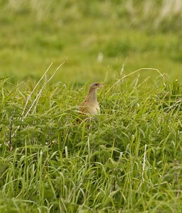 Tory Island Corncrake