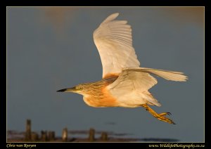 Squacco Heron