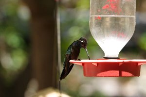 Magnificent Hummingbird