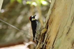 Acorn Woodpecker