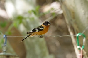 Black-headed Grosbeak