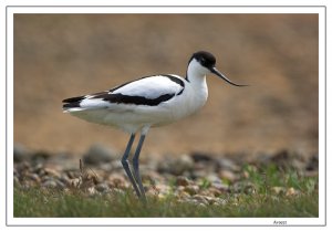 Avocet_44_B-F