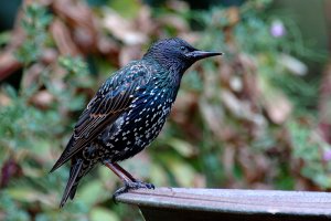 Starling about to bathe