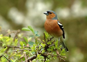 Chaffinch