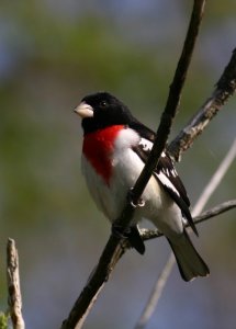 Rose-breasted Grosbeak