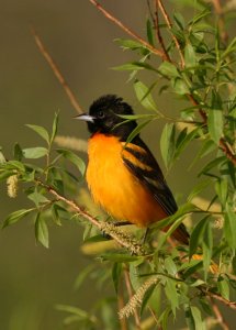 Baltimore Oriole