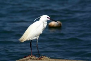 Little egret