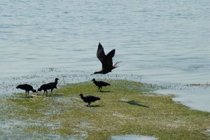 Frigatebird and black vultures