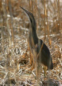 American Bittern