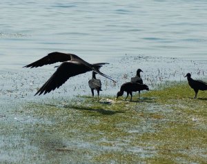 Firgatebird and black vultures