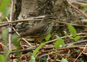 Northern Waterthrush