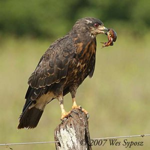 I am a Snail Kite, what I'm supposed to do with this crab?