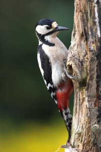 Female Great Spotted Woodpecker.