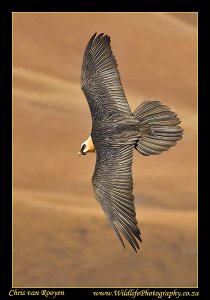 Bearded Vulture