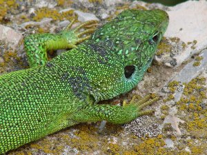 Green Lizard