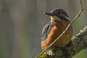 Common Kingfisher