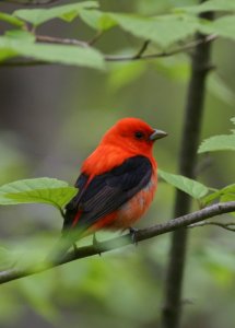 Scarlet Tanager