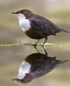 Dipper, Cinclus cinclus