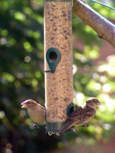 House Sparrows