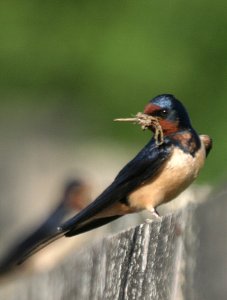 Swallow Building