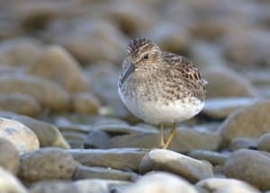 Least Sandpiper