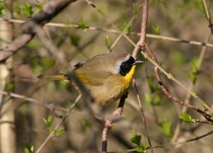 Common Yellowthroat