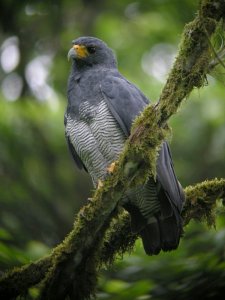 Barred Hawk