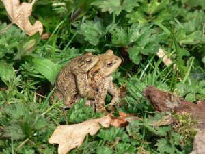 Amphibian Encounter