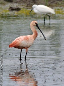 "pink" Spoonbill