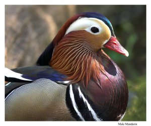 Drake Mandarin portrait