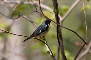 Black-throated blue warbler